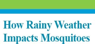How rainy weather impacts mosquitoes