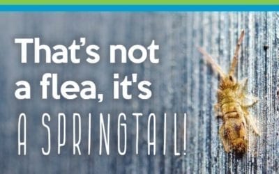 2021 Spring Pest Gazette is Here