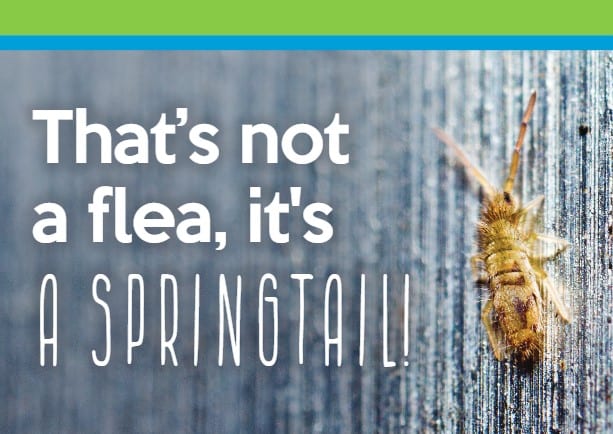 That's not a flea, it's a spring tail!