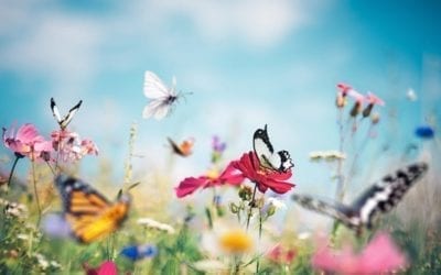 How to Plant a Pollinator Garden