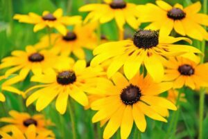 Black Eyed Susan flower from Rose Pest Solutions