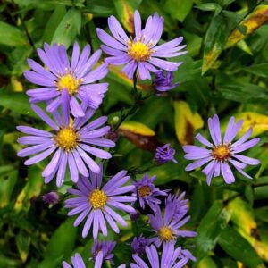 Smooth Blue Aster flower from Rose Pest Solutions