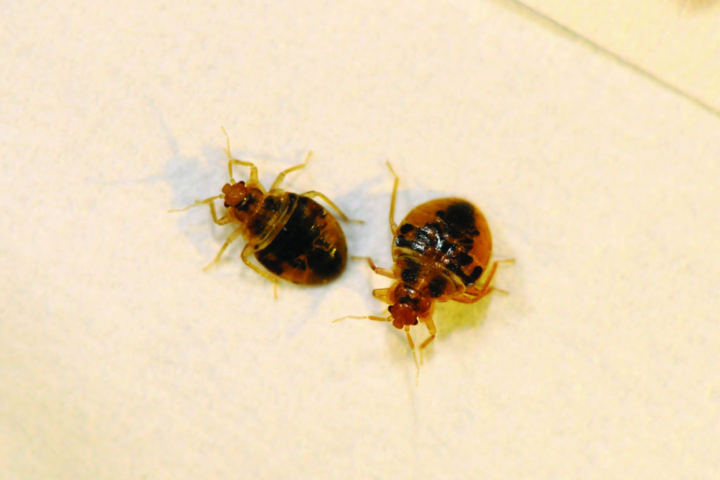 two bed bugs in a bed bug infestations