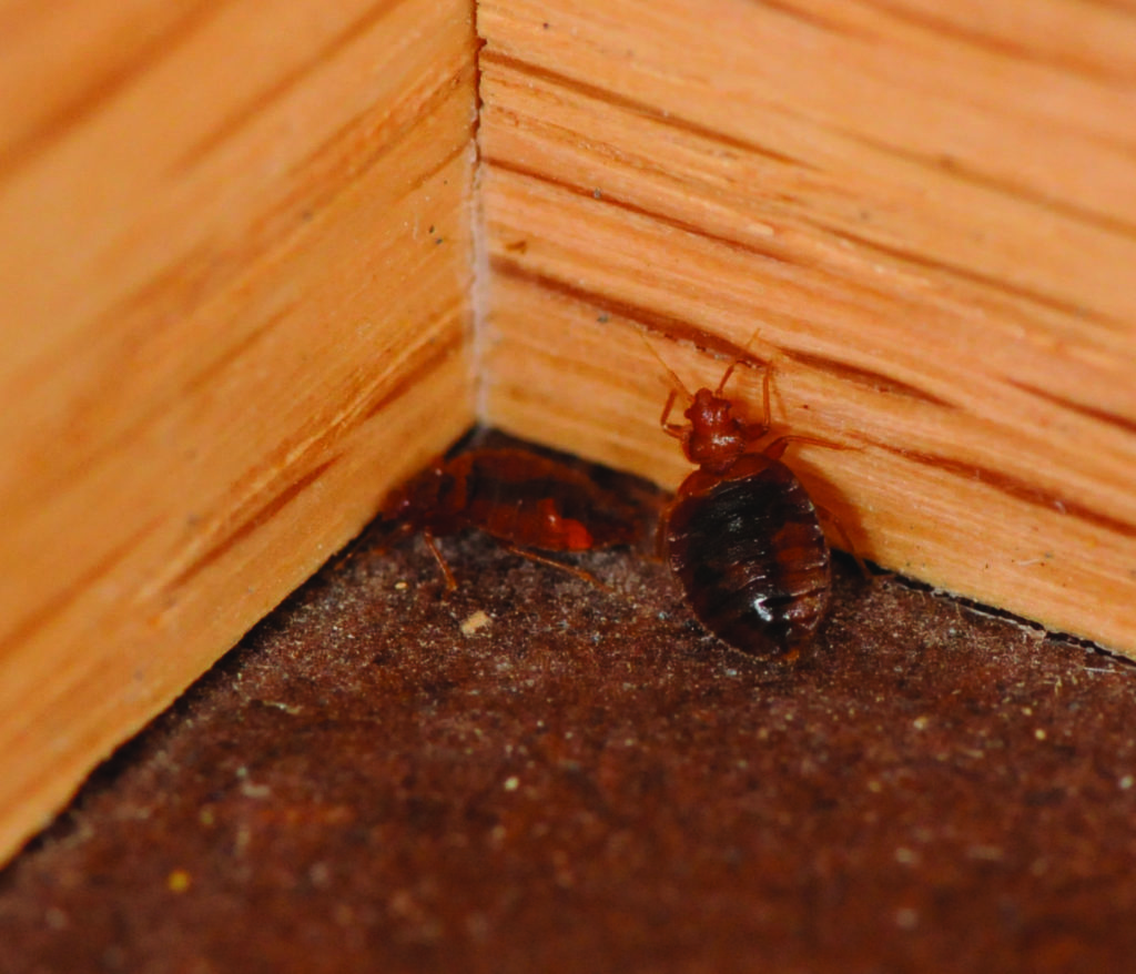 bed bugs in the corner in bed bug infestations