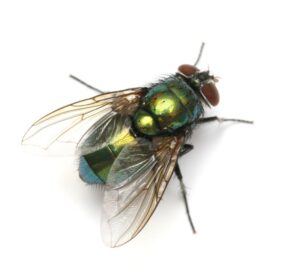close up of house fly from Rose Pest Solutions