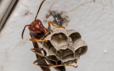 Rose Pest Solutions Paper Wasp Nests control services 