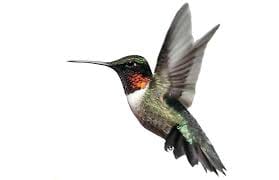 Hummingbird