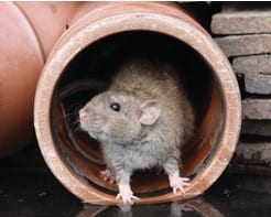 Rose Pest Solutions rodents control services 