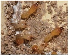 Rose Pest Solutions Termites control services 