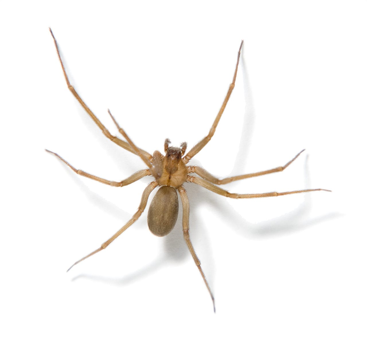 close up of brown recluse spider by Rose Pest Solutions