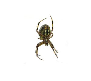 The Orb Weaver Spider 