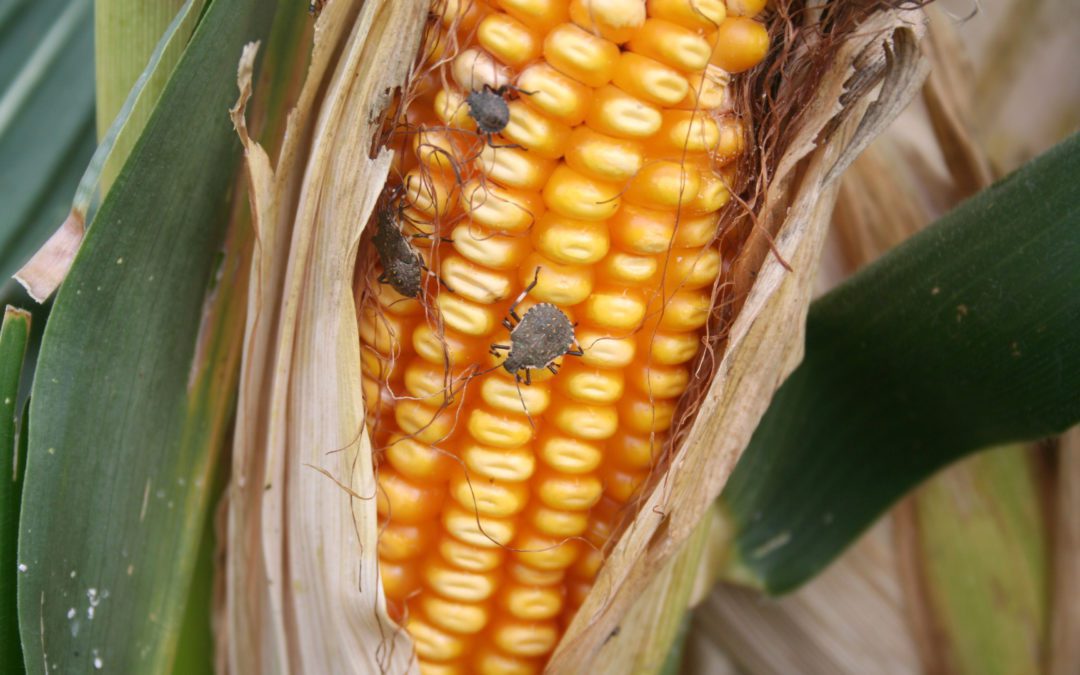 Why NOW Is the Best Time to Avoid Stink Bugs