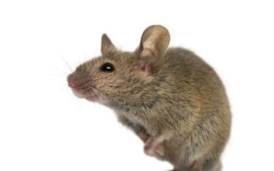 How to Get Rid of Mice and Other Creepy Crawlers this Season