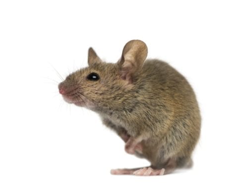 How to Get Rid of Mice and Other Creepy Crawlers this Season