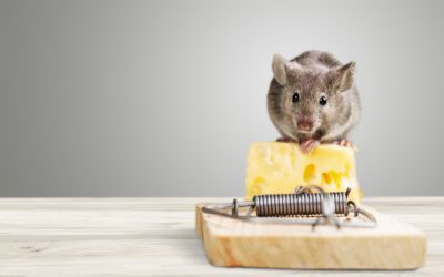 Why It’s Important to Keep Mice Out