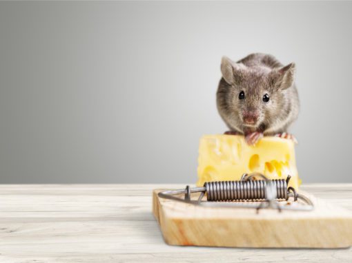 one mouse on top of wedge of cheese on mousetrap