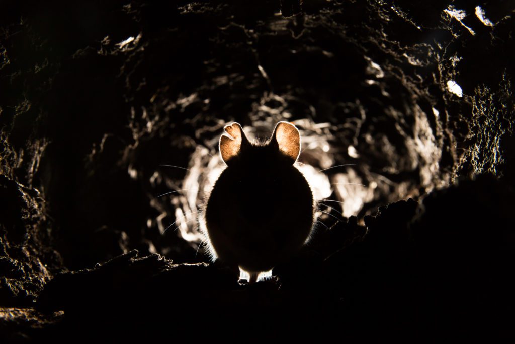 Rat crawling through a hole  