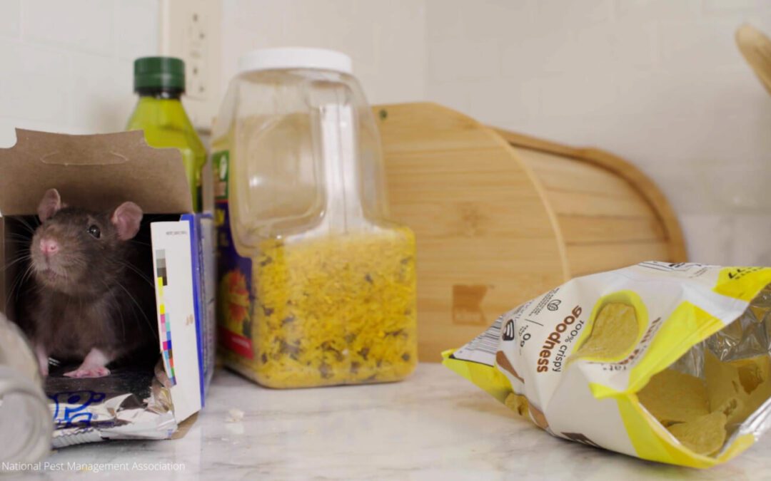 What’s Attracting Pests to Your Pantry (and How to Keep Them Out)