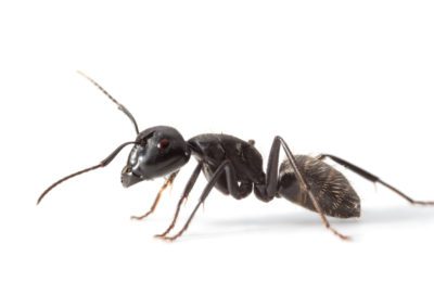 Close up of an ant