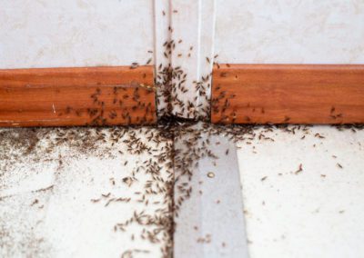 Ants covering a wall in Indiana
