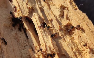 Spring Pests to Watch Out For: Termites, Ants, and Carpenter Bees