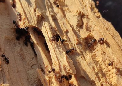 Termite in a roof beam in Wisconsin