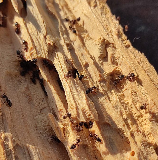 Spring Pests to Watch Out For: Termites, Ants, and Carpenter Bees