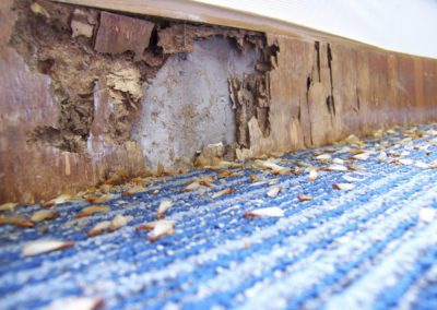 Termite swarm on storm damaged home in IL