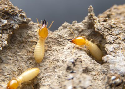 Close up of termites in dirt in IL