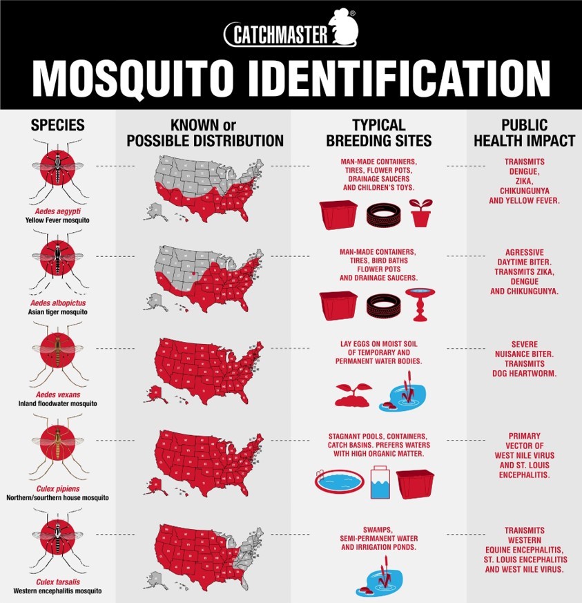 Infographic for mosquito identification based on region