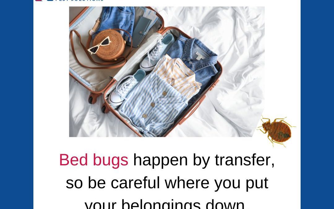 How to Avoid Getting Bed Bugs