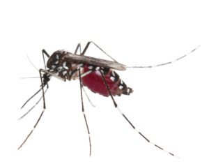 aedes aegypti mosquito