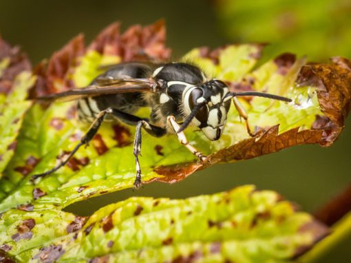 bald faced hornet