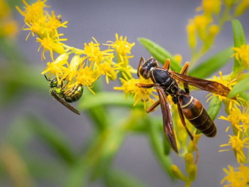 paper wasp