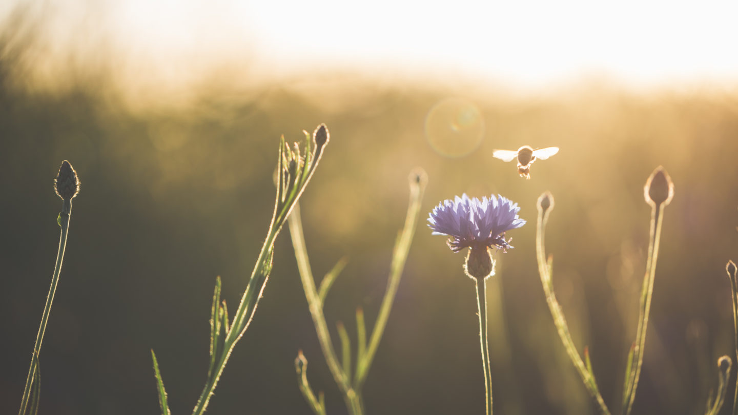 Cornflower and honey bee in beautiful sunset against the dusk