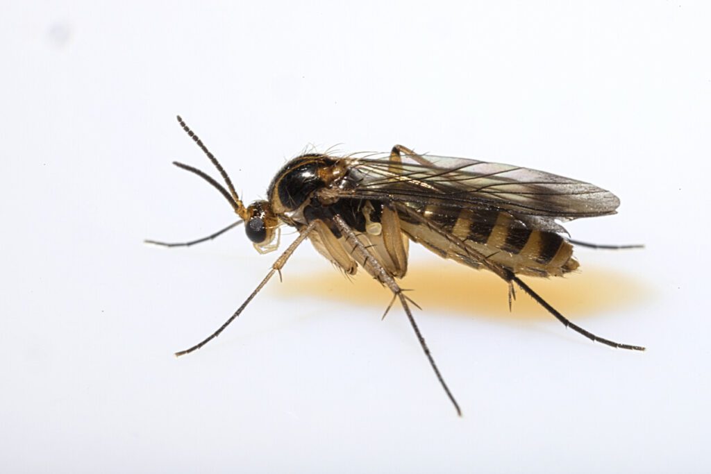 Fungus gnat close-up in Chicago & Rockford, DMA home
