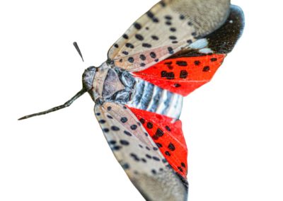 Spotted Lanternfly