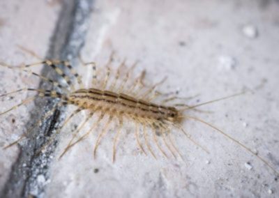 House Centipede