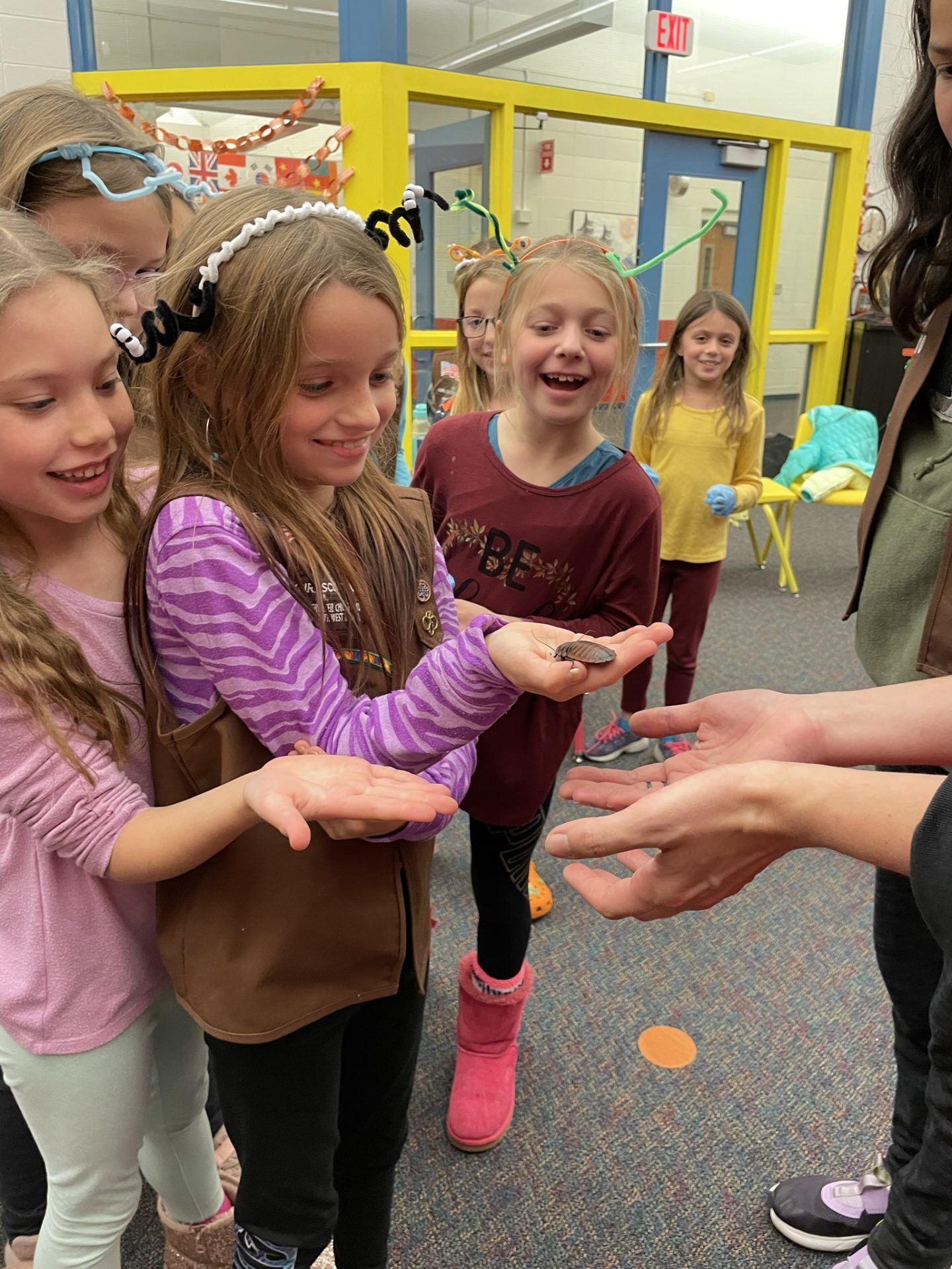 girl scouts live insects