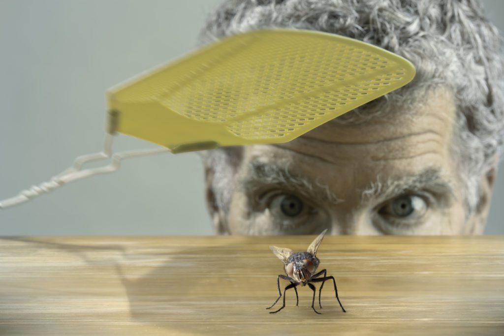 closeup of house fly with ma trying to kill it