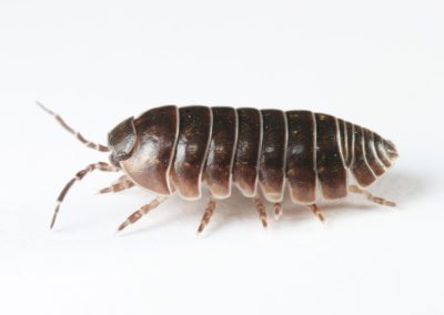 pillbug roly poly bug sowbug woodlouse