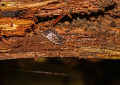 Woodlouse On Rotten Wood