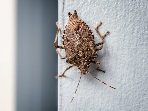Rose Pest Solutions Stink Bugs control services 