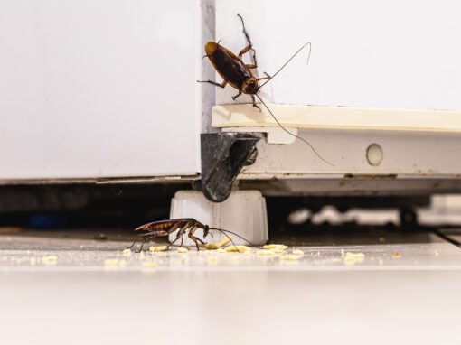 Rose Pest Solutions cockroach control services