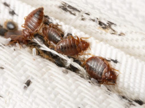 A Bedbugs colony inside a mattress
