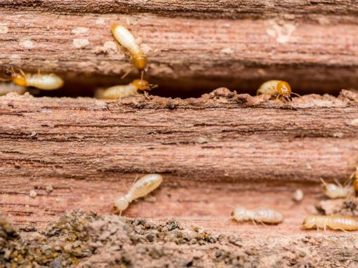 Rose Pest Solutions Termites control services 