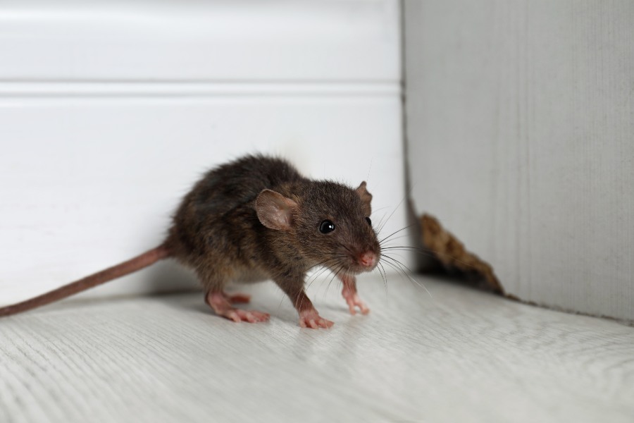 rat on counter
