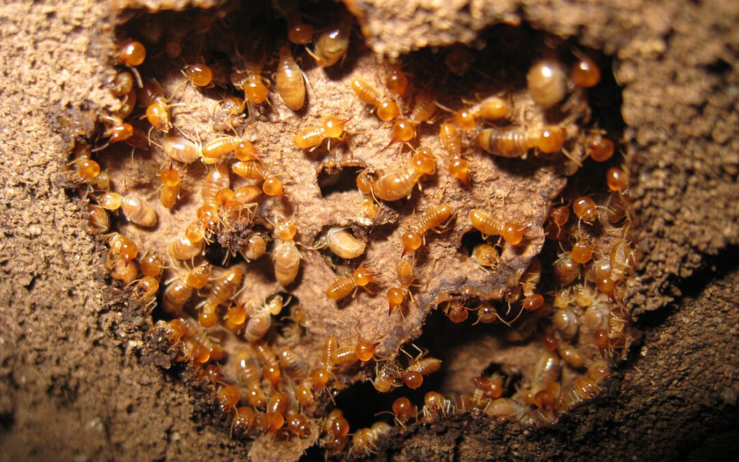 Termite Swarm Season is Coming…Are You Ready?