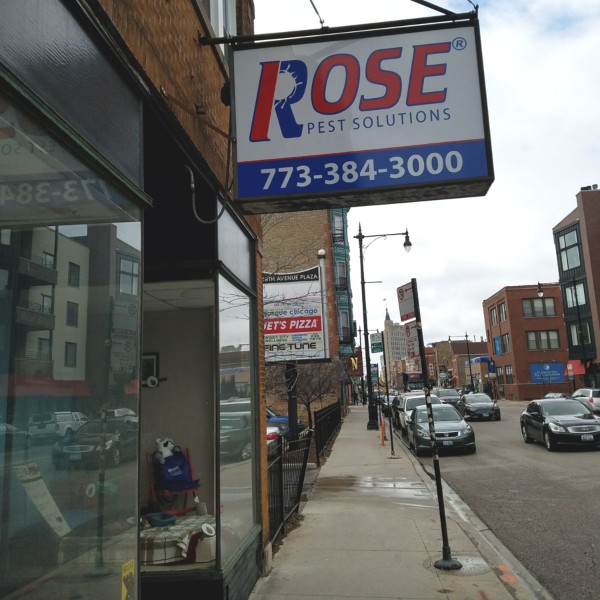 rose-pest-img-31 Chicago Pest Control