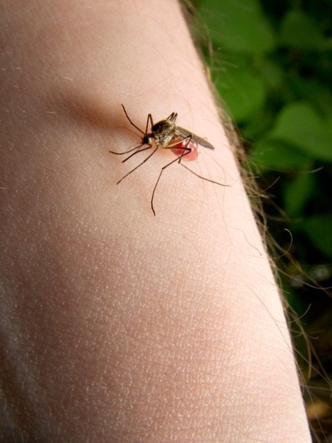 Why are mosquitos attracted to me?